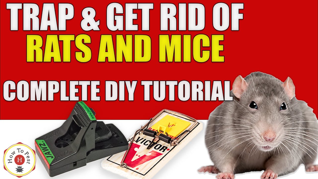 HowToPest's tweet card. How to Trap & Get Rid of Rats and Mice in Your Home | Complete DIY...