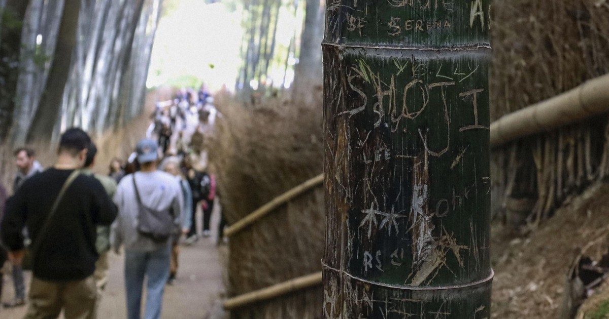 carina38925315's tweet card. KYOTO (Kyodo) -- Parts of a famous bamboo grove on the outskirts of Kyoto were cut down on Wednesday in a joint effort between the municipal governmen