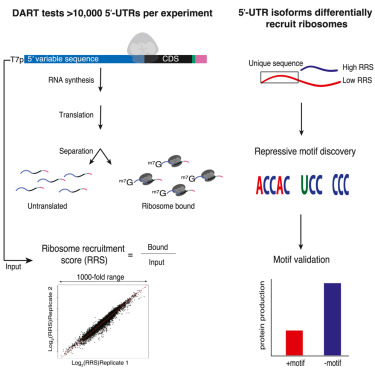 susannagreer's tweet card. Niederer et al. develop a method to quantify translation initiation on thousands of 5′ UTRs in parallel. They uncover sequence-specific motifs that control translation by varied mechanisms and...