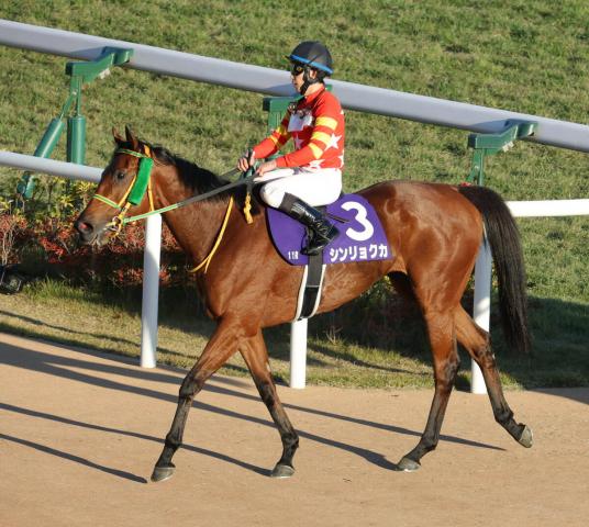 netkeiba's tweet card. 　24年の新潟記念を制したシンリョクカ(牝5歳、美浦・竹内正洋厩舎、父サトノダイヤモンド)が、引退することが分かった。11月19日、竹内調教師が美浦トレセンで明かした。 　22年10月に新馬戦を… No.1競馬情報サイト「netkeiba」の競馬ニュース。