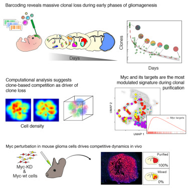 Cancer_Cell's tweet card. Ceresa et al. reveal that in the early stages of glioma development, intercellular competition results in a massive extinction event, annihilating most initial cancer cell clones. The study showed...