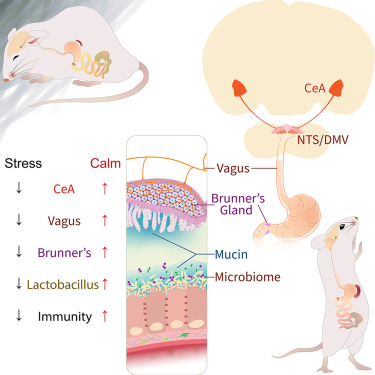 MishraaLab's tweet card. Secretions from the duodenal glands of Brunner enhance host defense by promoting gastrointestinal Lactobacilli proliferation. Chronic stress inhibited a brain-vagus nerve circuit that stimulates...