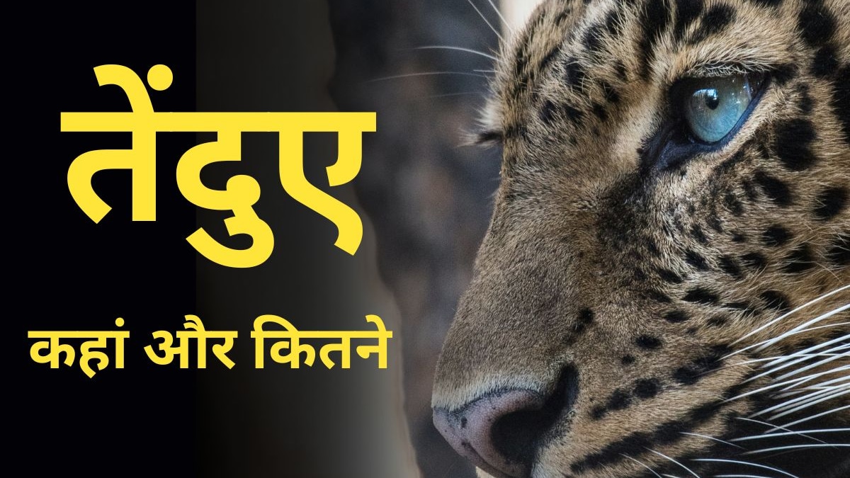 apookrishnaroy's tweet card. Leopards : राजस्थान के उदयपुर (Udaipur) जिले में तेंदुओं की वजह से एक बड़े इलाके में गांव के लोग दहशत में हैं. राजस्थान में कितने तेंदुए हैं? 