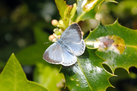 Concordmoose's tweet card. Look out for the small holly blue in your garden or local park. It is the first blue butterfly to emerge in spring, and a second generation appears in summer. The caterpillars are fond of holly and...
