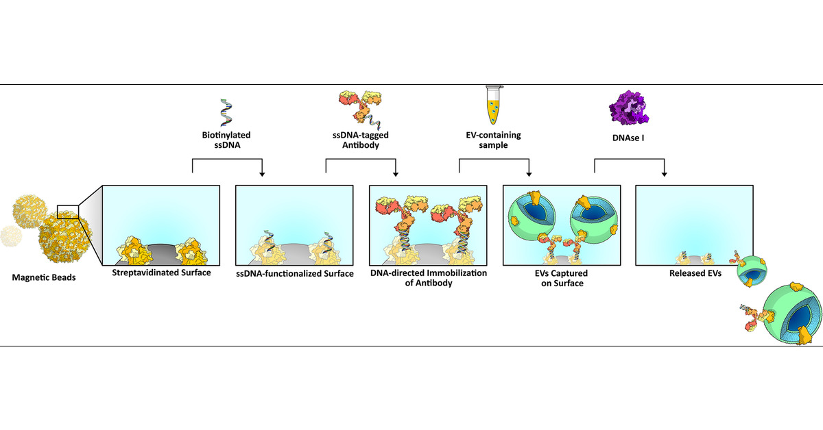 dario_brambilla's tweet card. Extracellular vesicles (EVs) have attracted considerable interest due to their role in cell–cell communication, disease diagnosis, and drug delivery. Despite their potential in the medical field,...