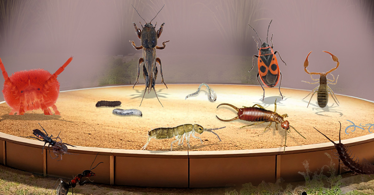 cse_soil's tweet card. Ga jij ook op bodemdierensafari? Er gaan dit jaar weer duizenden mensen in het hele land op zoek naar bodemdieren!Dichtbij huis is er een vergeten jungle vol dieren. Kleine dieren, maar onmisbaar...