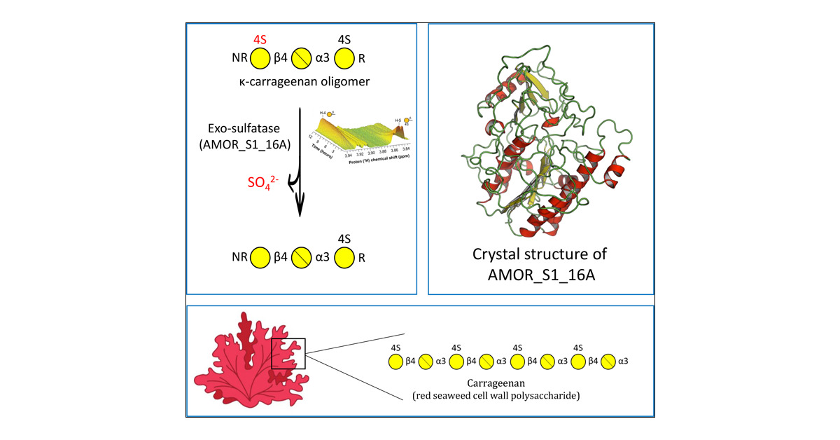 BioRef_NMBU's tweet card. Carrageenans are sulfated polysaccharides found in the cell wall of certain red seaweeds. They are widely used in the food industry for their gelling and stabilizing properties. In nature, carragee...