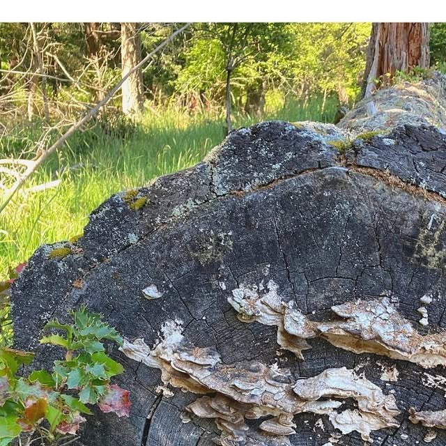 HumanNatureCS's tweet card. Human Nature Counselling (@human.nature.counselling) • Instagram photo