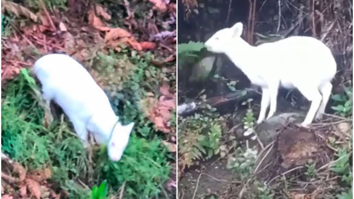 meganoticiascl's tweet card. En redes sociales se viralizaron registros de un pudú albino, un ejemplar que no había sido visto desde hace casi tres años. Revisa el registro y la importancia de cuidar esta especie.