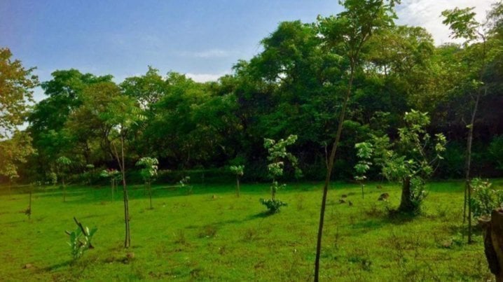 brijeshm_2's tweet card. Save Aarey Forest