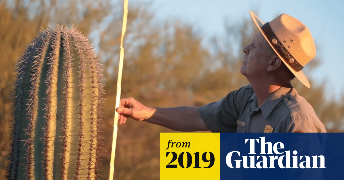 meaningoftrees's tweet card. Hipster tastes have fueled a spike in succulent poaching. Now conservationists are finding creative ways to rescue them