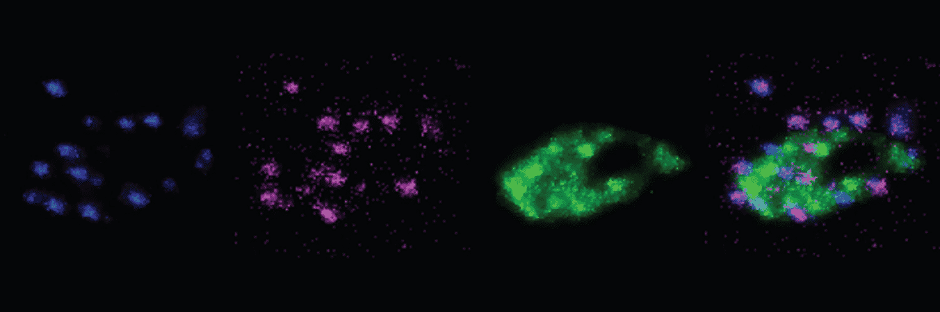 SustainHistory's tweet card. Researchers have developed a new method that vastly improves the imaging of the structures of neural connections using standard confocal microscopes.