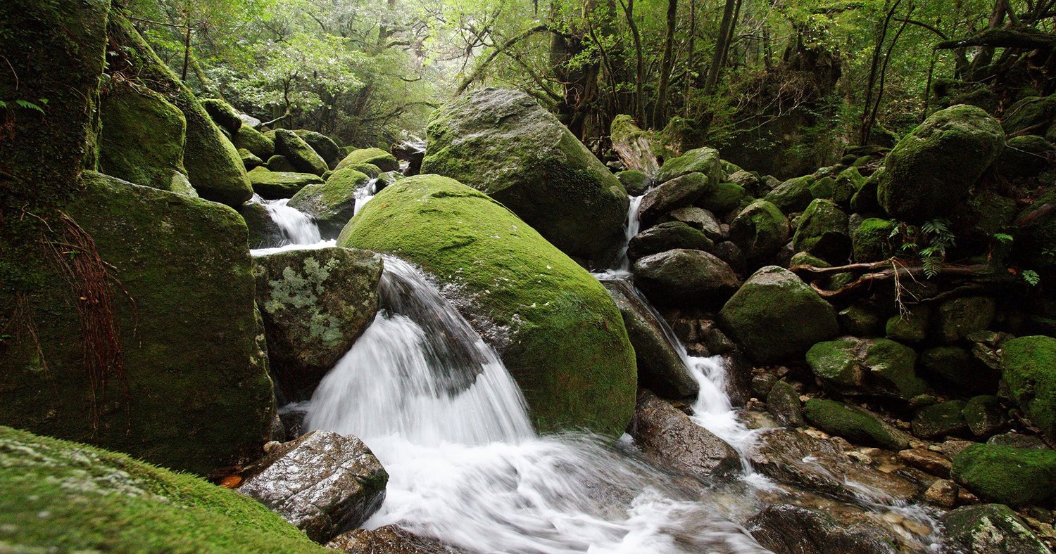 JapanObjects's tweet card. Ancient forests, enchanting wildlife and some of Japan’s best food, here’s why you should hop over to Yakushima.