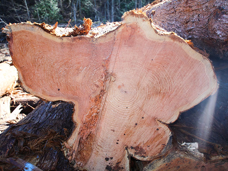 vimascocorp's tweet card. Trees can develop interesting features, given their growing conditions and environment. Usually, a tree will grow having the different bands creating "rings" throughout the growth of the tree. The...