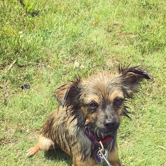 rubythecreature's tweet card. Ruby (@rubythecreature) • Instagram photo