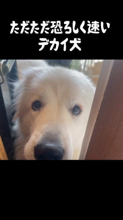 nip893konofan's tweet card. オレでなきゃ見逃しちゃう超大型犬　#greatpyrenees #グレートピレニーズ #大型犬