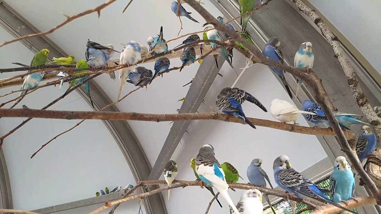 BackyardBirdla1's tweet card. Birds From Down Under at Boomerang Island Buffalo Zoo