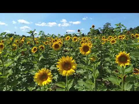 BackyardBirdla1's tweet card. Sunflowers of Sanborn, Huge Sunflower Field in Western New York