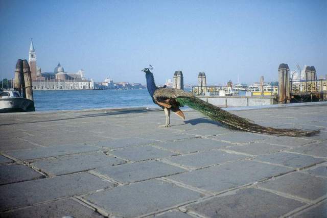 hagioptasia_uk's tweet card. What hagioptasia theory reveals about the psychological foundations of aesthetic experience Francis Alÿs The Ambassador 2001 © Francis Alÿs In “The Art Question”, Nigel Warburton’…