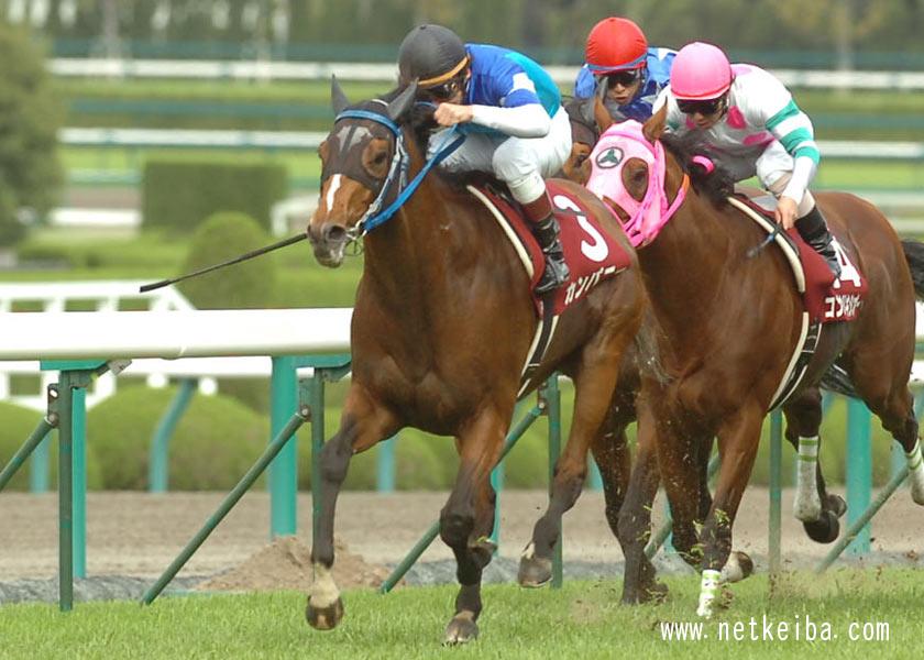 byebye_trotsky's tweet card. カンパニー (Company)の競走馬データです。競走成績、血統情報、産駒情報などをはじめ、50万頭以上の競走馬、騎手・調教師・馬主・生産者の全データがご覧いただけます。