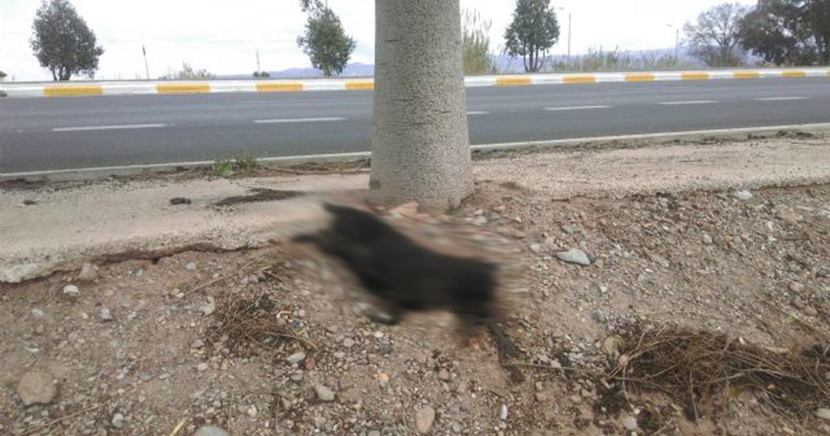 SimoneSimoni11's tweet card. Bene Sono stato in questa città per un breve periodo di tempo e ho 4 grandi cani e altri animali. Questo appartiene al Comune di Lorca, e ho sempre vedere molti cani e gatti che girano la strada. I ga