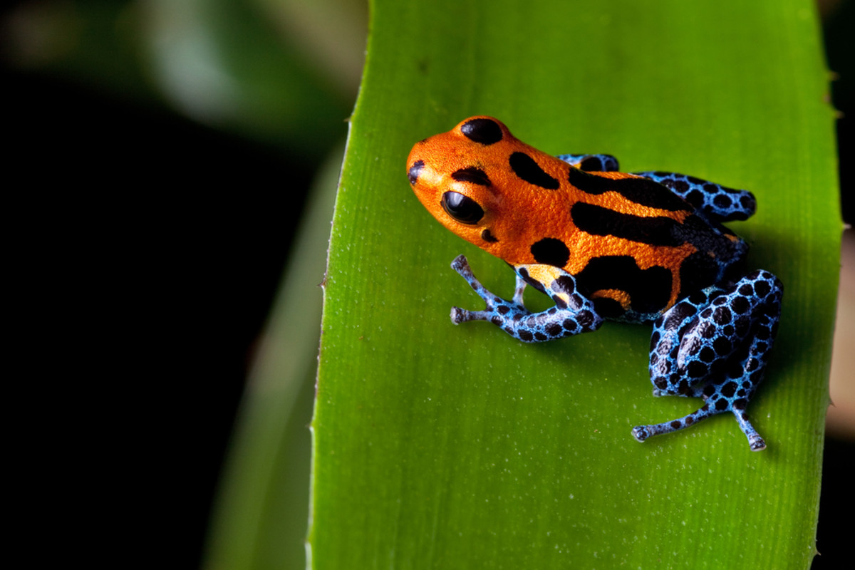 DammMaik's tweet card. Venomous species use their poison for defense and to hunt. And humans might be adapting it for our own medical purposes.