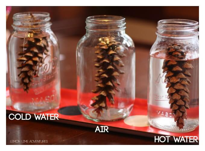 TheTreehouseApp's tweet card. Have you ever wondered why some pinecones are open and some are closed? This student-led pine cone science experiment is perfect for inquiry and discovery.