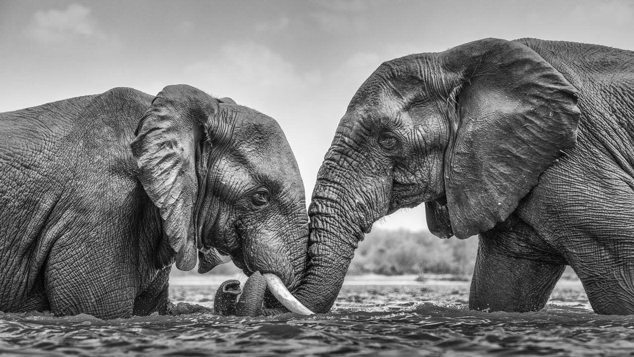 ElephantsFuture's tweet card. Save Botswana’s Elephants: Protect the World’s Last Safe Haven