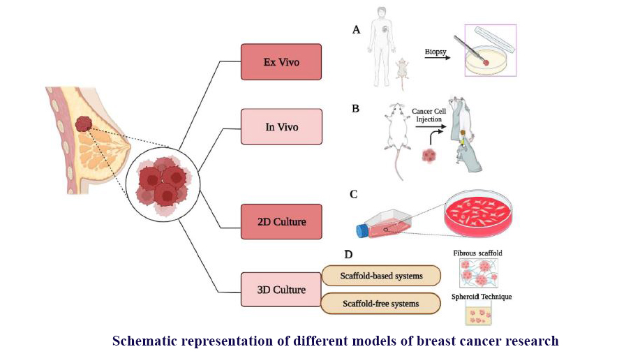 KarbasiSae's tweet card. Electrospun scaffolds mimic breast cancer environment, aiding drug testing and treatment innovation, review suggests. #BreastCancer #TissueEngineering