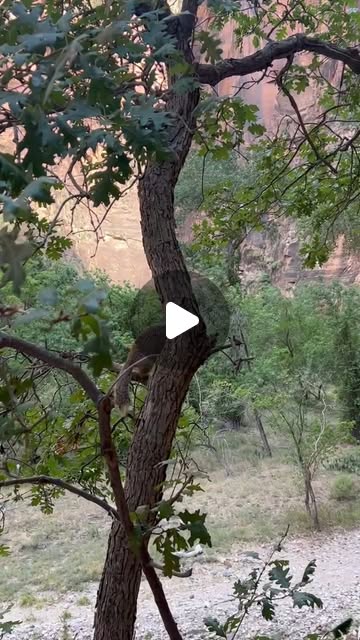 SquirrelWestend's tweet card. Zion National Park (@zionnps) • Instagram reel