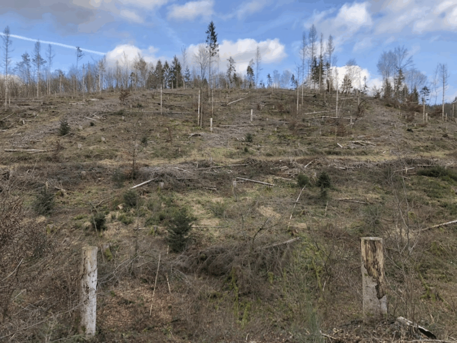 boasblogs's tweet card. It is January 2022; a chilly wind blows through the forest in the northern part of Rhineland-Palatinate in Germany. To be frank, “forest” is an exaggeration and mischaracterization—what appears...