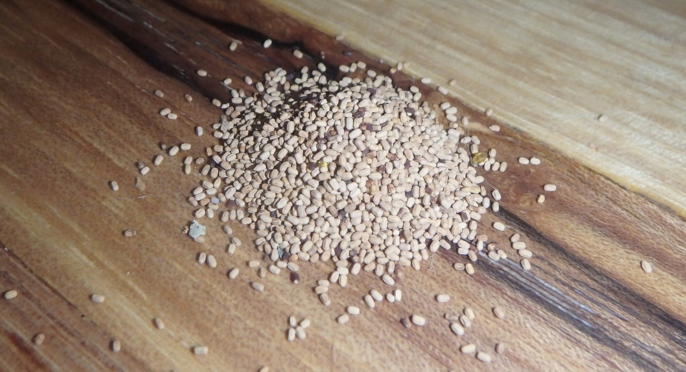 JettyPest's tweet card. Homeowner’s Guide to Drywood Termites