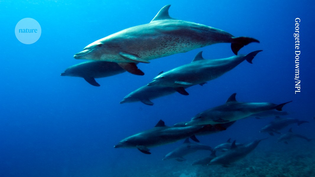 NeuroAI_Nexus's tweet card. Nature - Lucrative prizes are offered for an AI-powered breakthrough in communications between humans and other species.