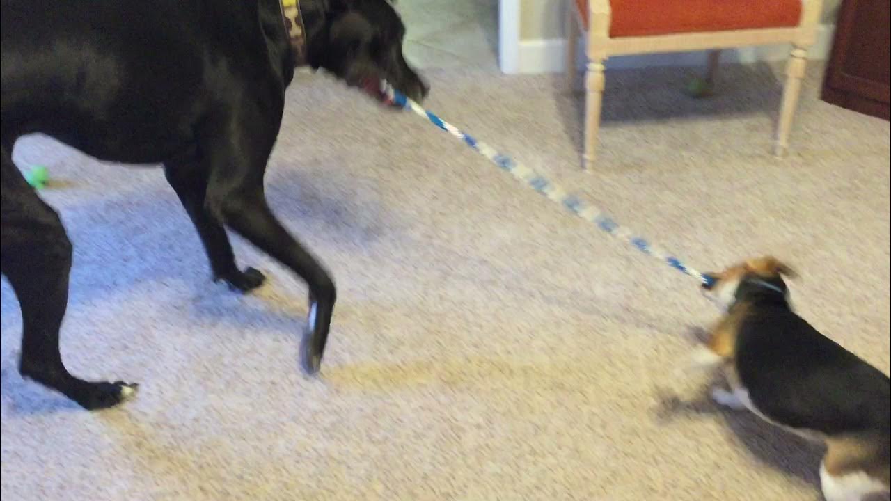 BayfieldFarmAL's tweet card. Who will win?