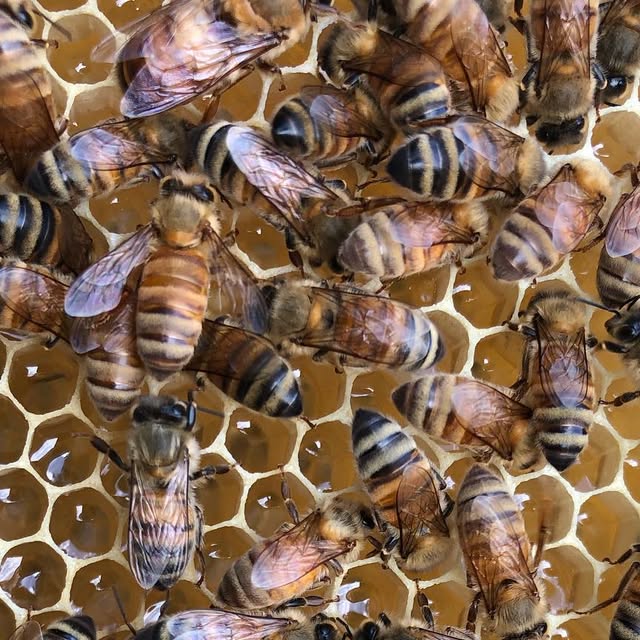 honeyandcandles's tweet card. Hudsonville Honey (@hudsonvillehoney) • Instagram photo