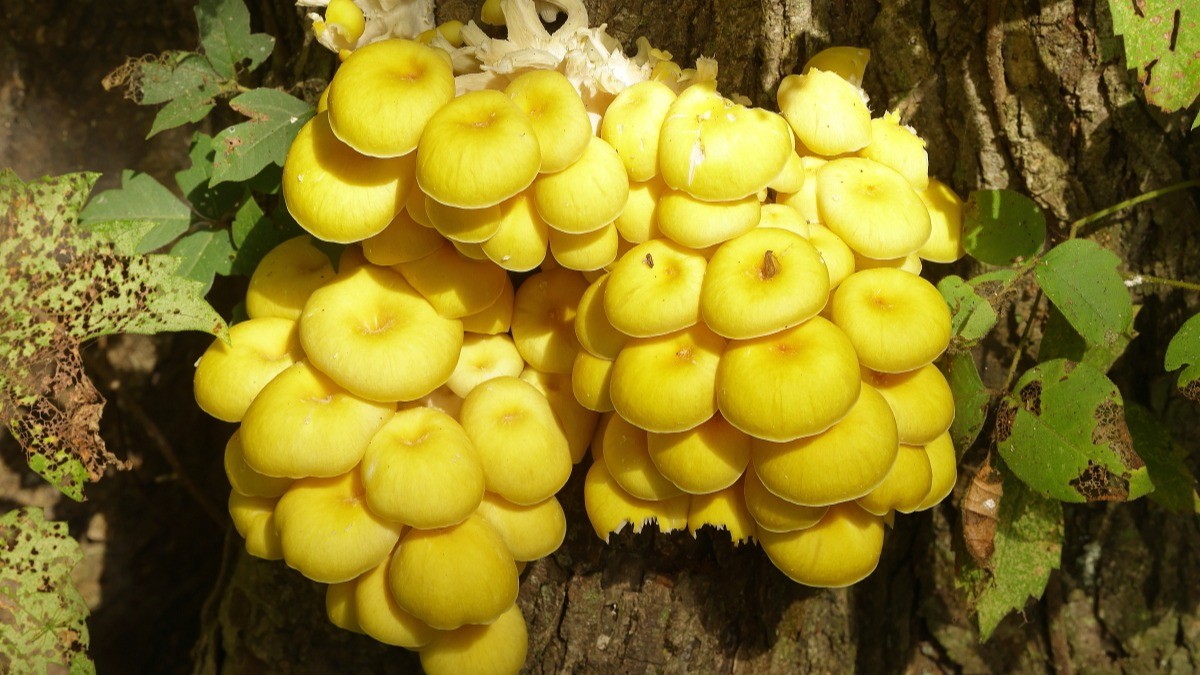 CdnNatureSci's tweet card. Canadian biodiversity & conservation updates from August 2025 Species at risk recovery in action Shawanaga First Nation gathers to help endangered bats: Shawanaga First Nation biologists, technicia...