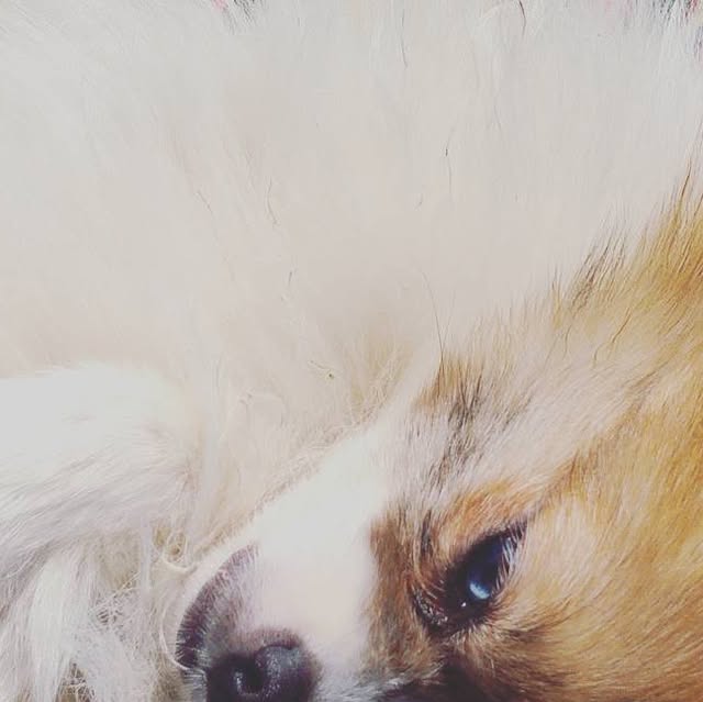 astroandroid12's tweet card. Steven Pilipow (@sapilipow) • Instagram photo