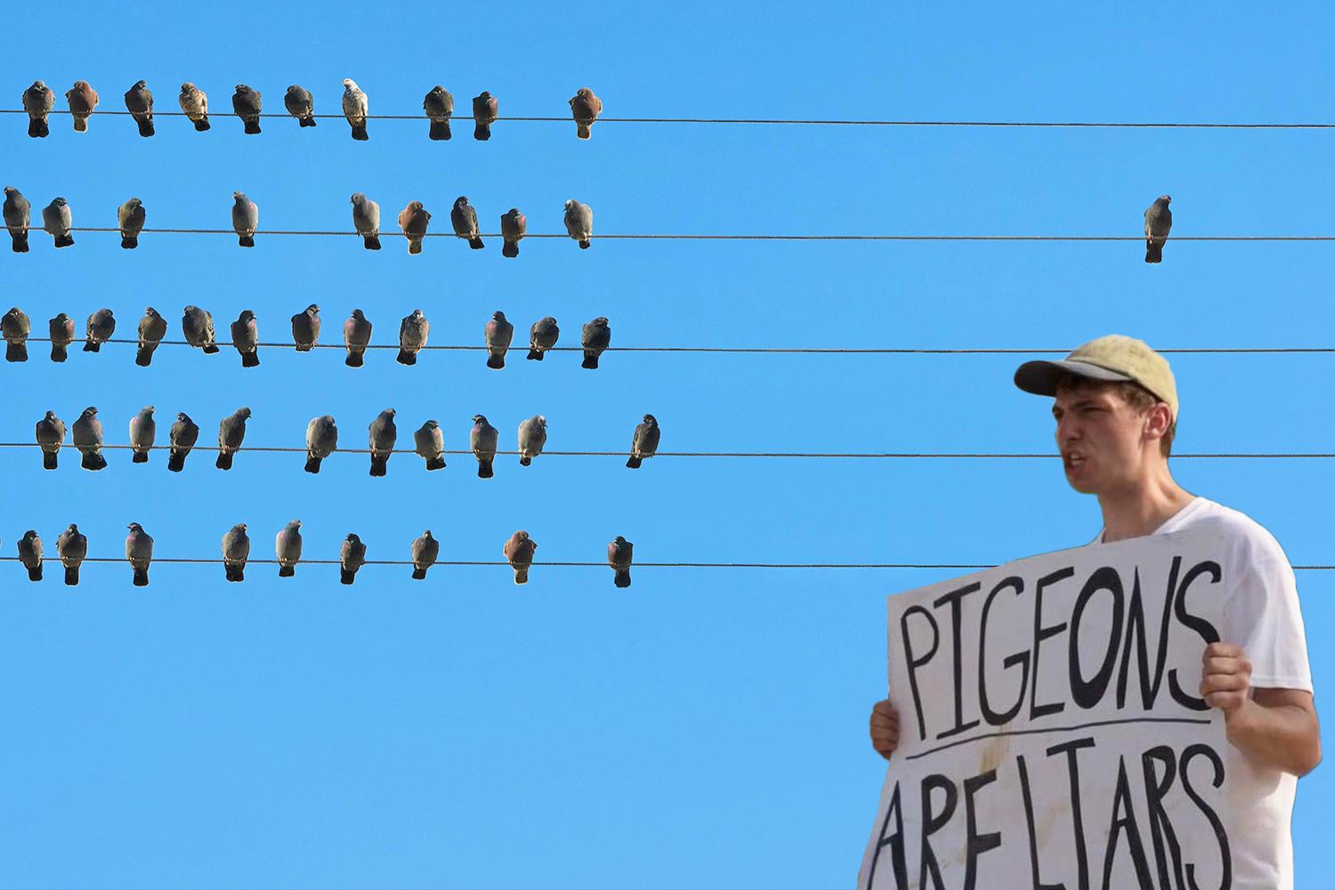 Fordastika's tweet card. WHETHER it’s pigeons pooing on pavements, seagulls trying to steal your chips on a seaside day trip or proud peacocks strutting through a stately home…birds are everywhere. But accordin…