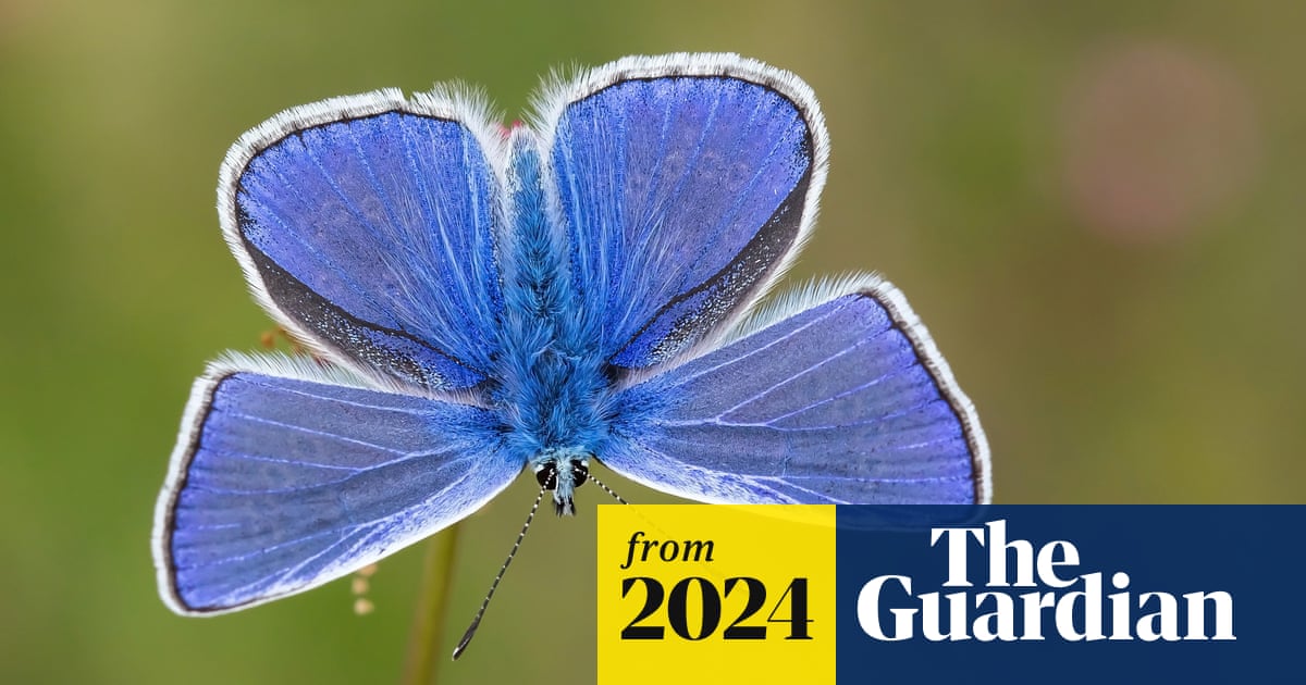 IrishRainforest's tweet card. Conservation group calls on government to ban insect-killing neonicotinoid pesticides outright