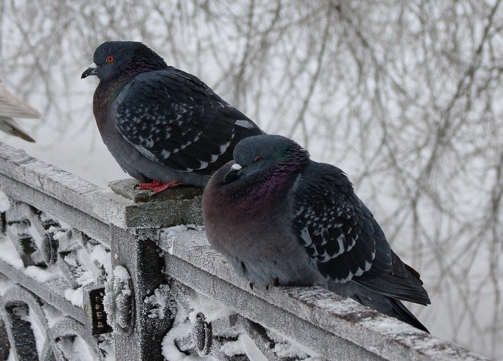 ProtexPCS's tweet card. The best bird deterrents - if you are a business owner or property owner, it is important to install the correct pigeon deterrents.