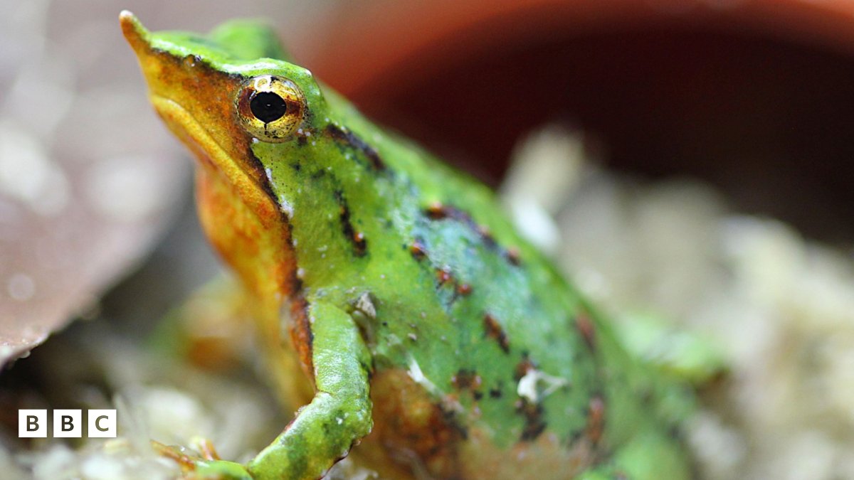 ClaudioAzat's tweet card. A global effort is being made to save these tiny frogs. They are one of the world's most iconic amphibians and are named after Charles Darwin. The rescue mission is part of a plan to save the species...