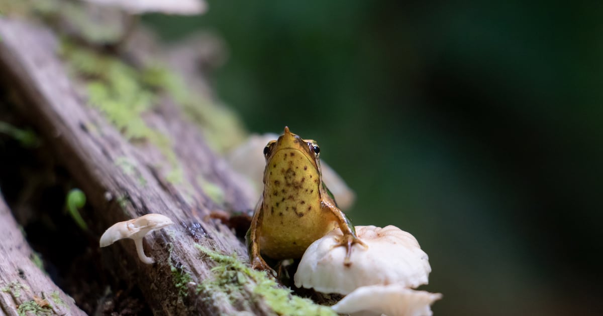 ClaudioAzat's tweet card. Con el objetivo de evitar su extinción por quitridiomicosis, enfermedad causada por un hongo, los anfibios fueron llevados de emergencia a Europa.