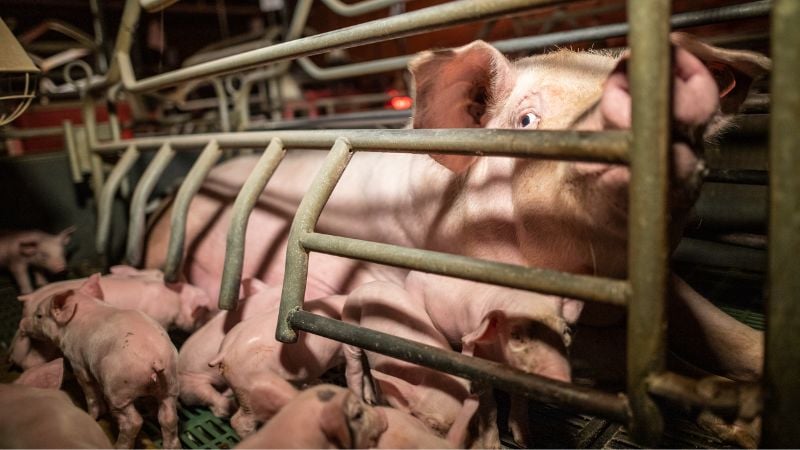 L214's tweet card. Revoir les images d'enquêtes Lire le communiqué de presse