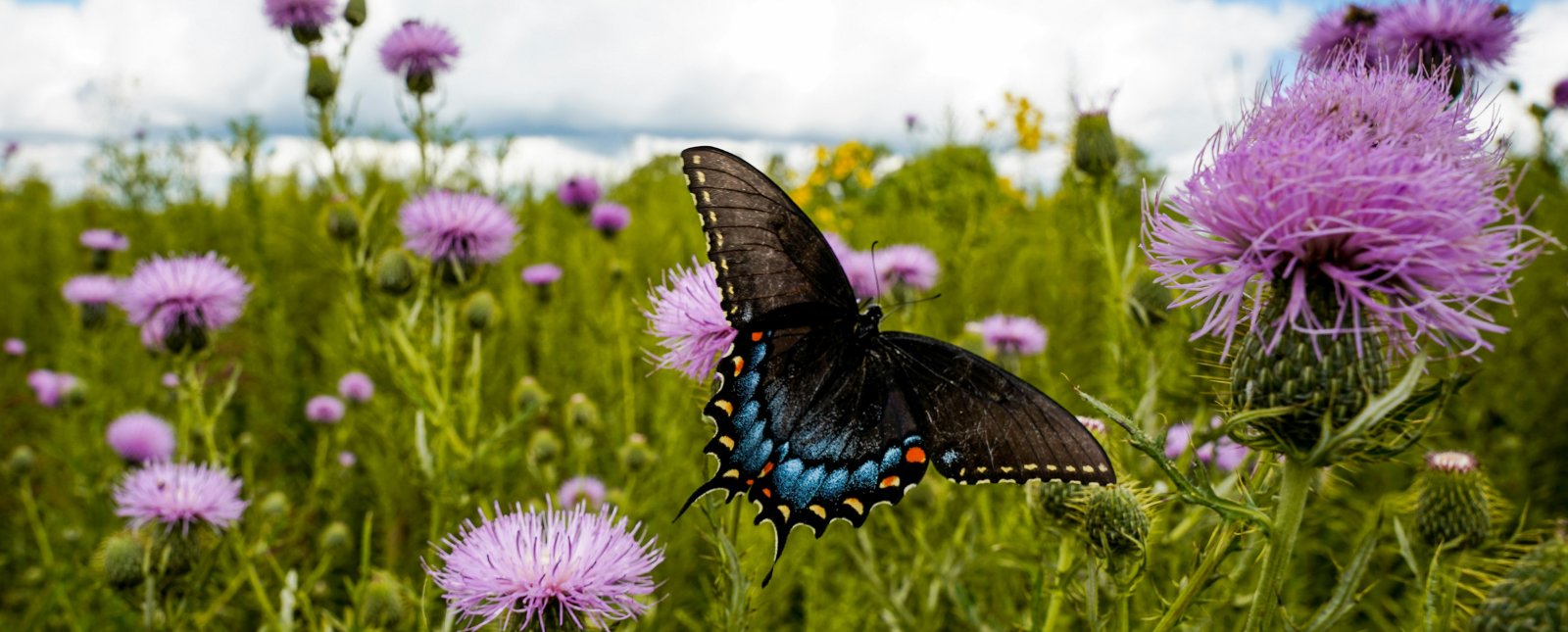 ECPR_TheLoop's tweet card. Who should decide what counts as democratic, and how? This series argues that such a challenge raises an ethical, a practical, and a philosophical difficulty. Leonardo Fiorespino questions the...