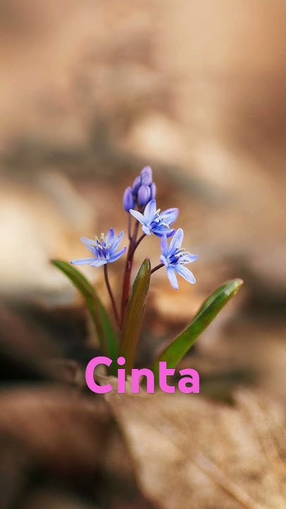 GusMalangi13054's tweet card. Cinta #shorts #shortvideo #lovequotes