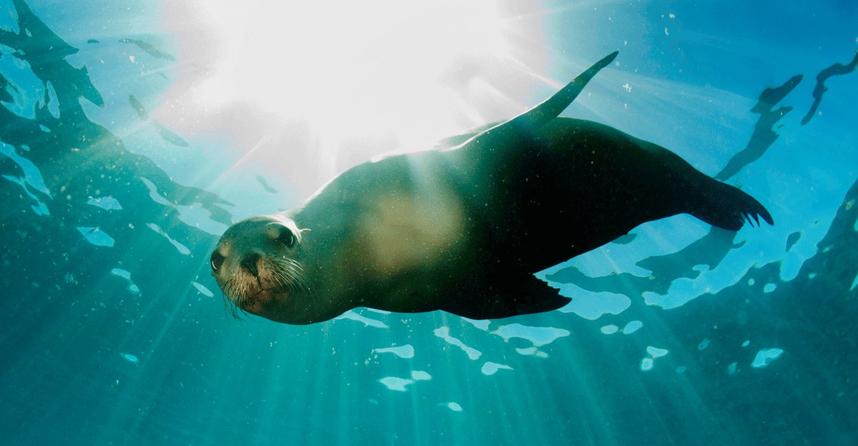 manoramaonline's tweet card. കൊച്ചി∙ കേന്ദ്ര സമുദ്രമത്സ്യ ഗവേഷണ സ്ഥാപനത്തിൽ (സിഎംഎഫ്ആർഐ) കടൽ സസ്തനികളെ കുറിച്ചുളള ഗവേഷണ പ്രൊജക്ടിലേക്ക്കരാർ അടിസ്ഥാനത്തിൽ രണ്ട് യങ്.CMFRI recruitment 2025, marine mammal research jobs, Young...