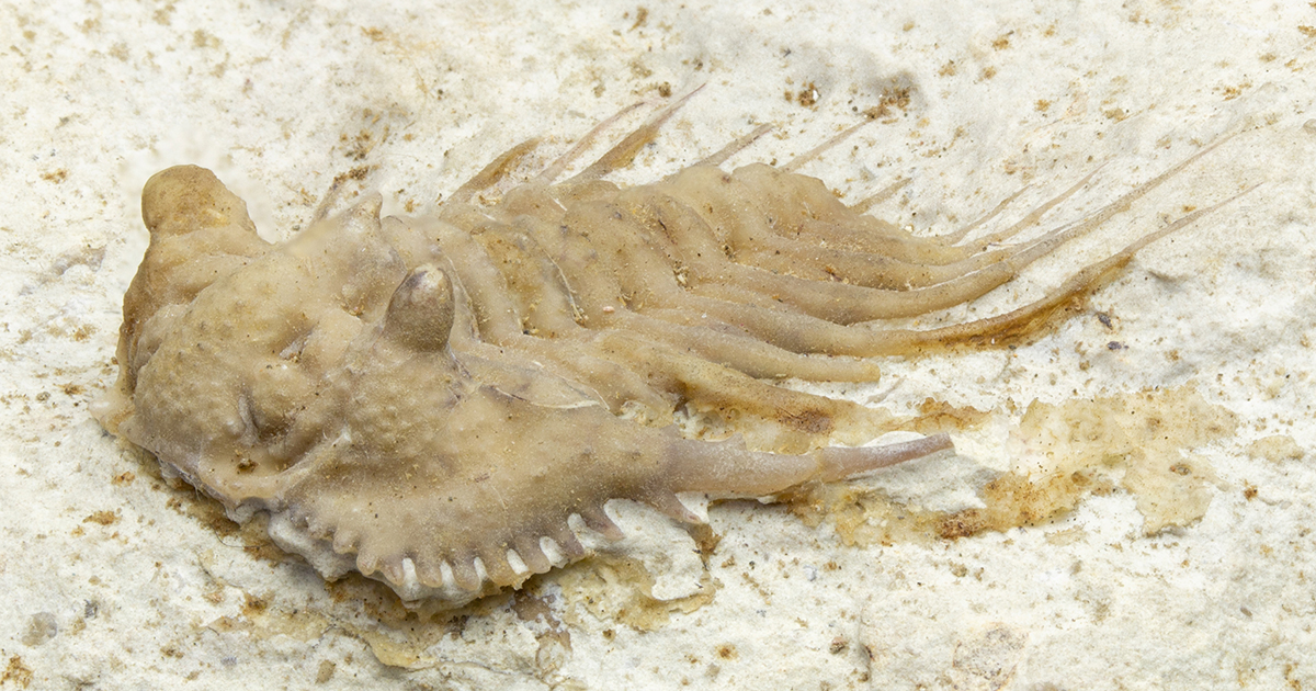 fossiltenchou's tweet card. アメリカ産、古生代デボン紀の三葉虫ケトネラスピスです。小さなトゲも確認できます。