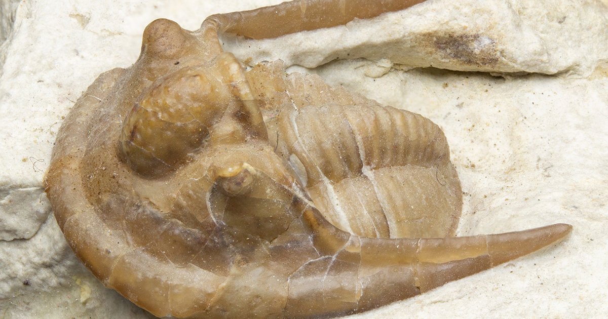 fossiltenchou's tweet card. アメリカ産、古生代デボン紀の三葉虫コルダニアです。尾部の後ろまで伸びた長い頬トゲがしっかり確認できます。