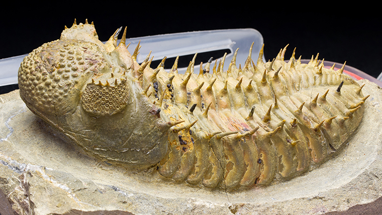 fossiltenchou's tweet card. モロッコ産、古生代デボン紀の三葉虫ドロトプスの化石です。体中からトゲが生えています。