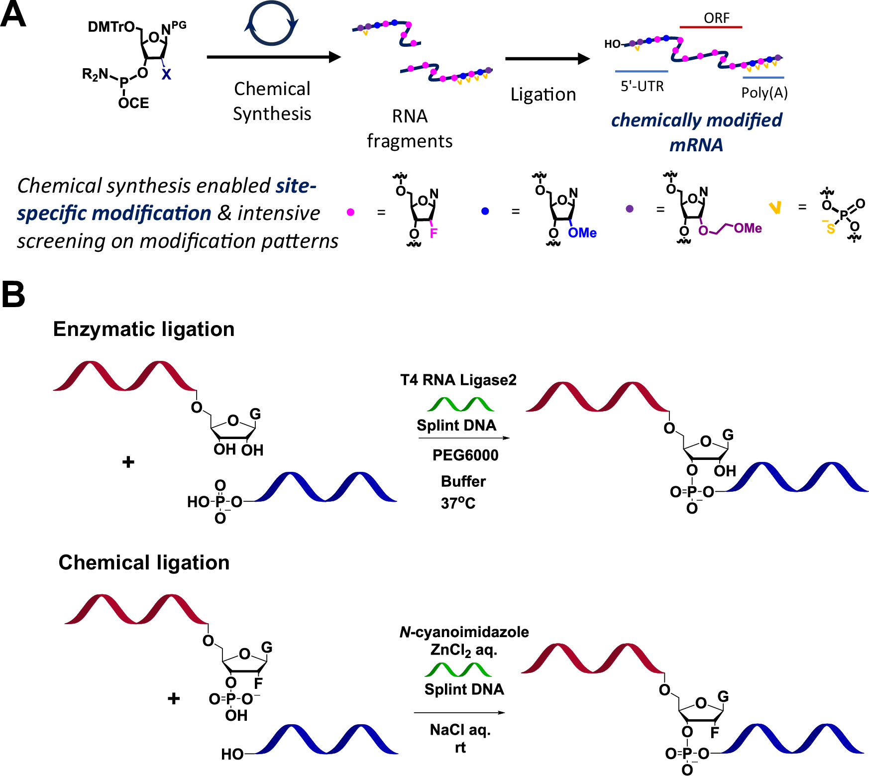 Gaussian55You's tweet card. Nature Communications - Despite the success of mRNA vaccines, improving the translational efficiency of mRNA therapeutics remains a critical challenge to their widespread clinical application....